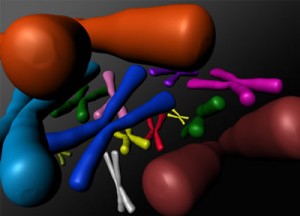 3D chromosomes by Kate Patterson